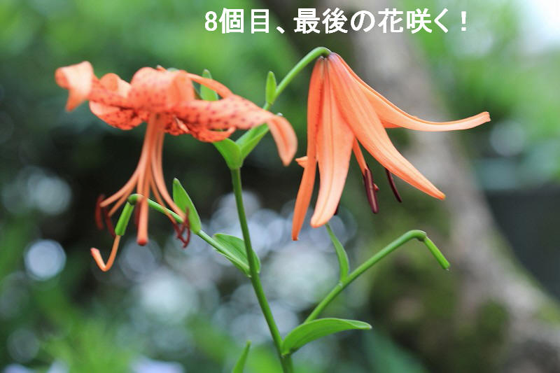a0188405_17144745.jpg