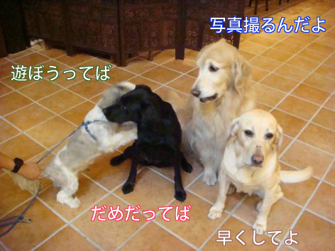 f0064906_16325236.jpg