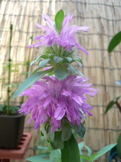 e0026017_15553829.jpg