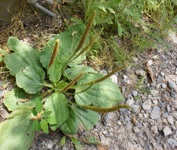 a0059032_335157.jpg