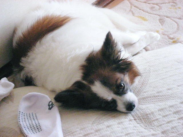 a0149240_11263848.jpg