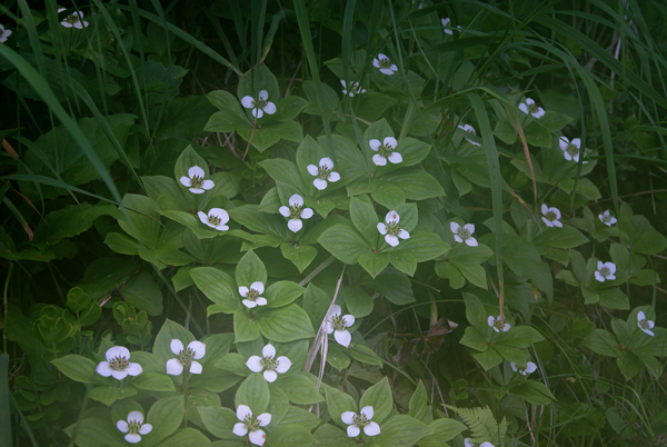 f0214649_585993.jpg