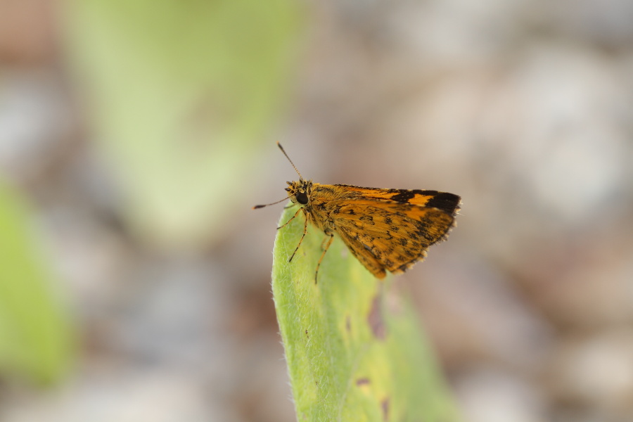 a0094850_9313456.jpg