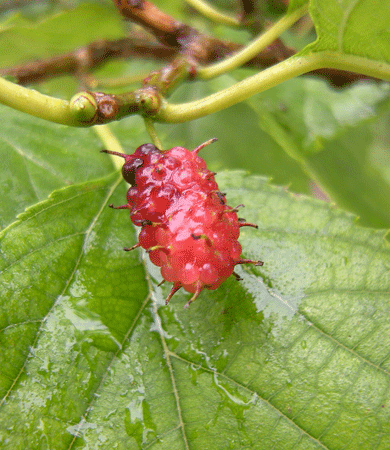 a0001354_22555023.gif