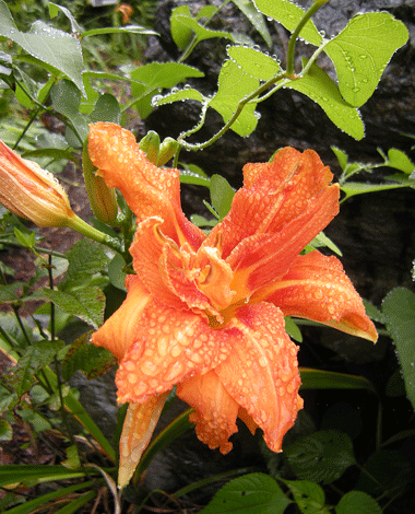 a0001354_22594377.gif