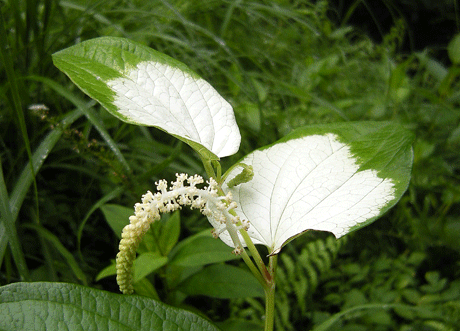 a0001354_233166.gif