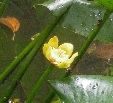 a0001354_2335724.gif
