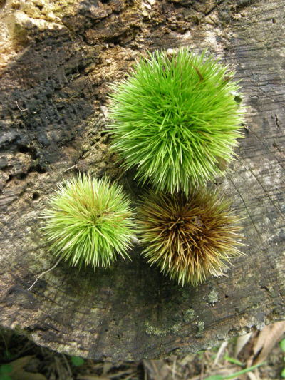 e0017396_2314721.jpg