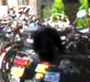 e0103408_174969.jpg