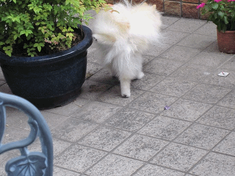 b0167519_9411748.gif