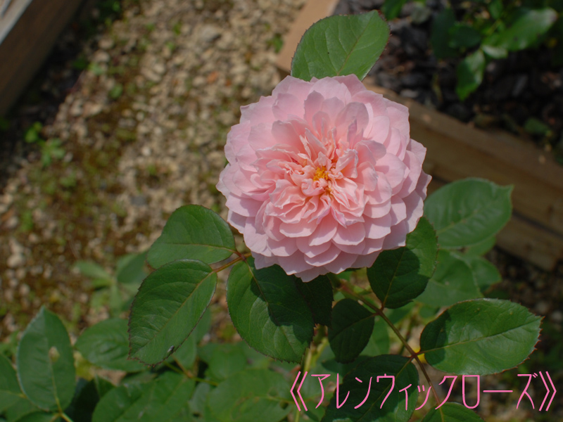 b0151831_16195464.jpg