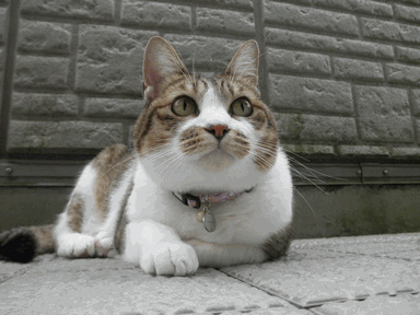 c0136736_20215991.gif