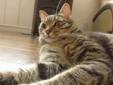 c0136736_20222465.gif