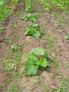 e0004756_2035410.jpg