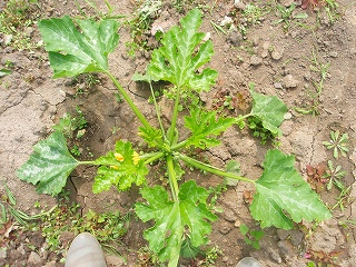e0004756_20385838.jpg