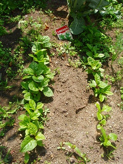 e0004756_20534540.jpg