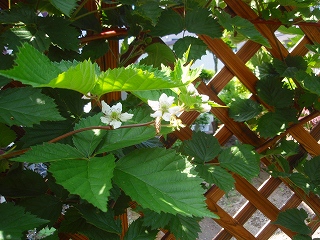 e0004756_2172252.jpg