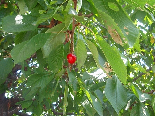e0004756_2195826.jpg