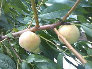 f0061067_21312084.jpg