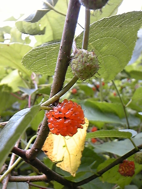 e0118274_22585163.jpg
