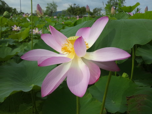 c0139090_23442851.jpg