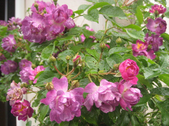 f0201297_12544977.jpg