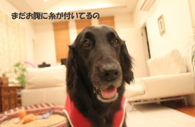 c0050400_23341316.jpg