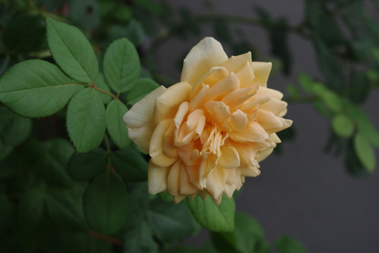 c0147909_7461639.jpg