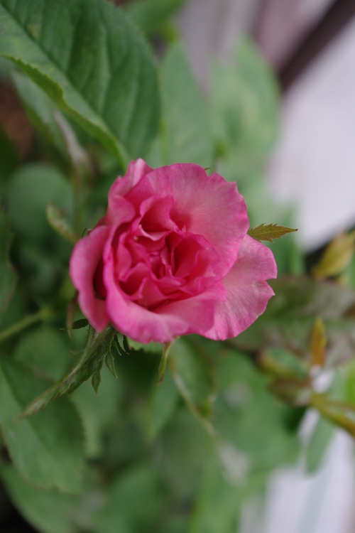 c0147909_7464134.jpg