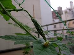 d0106518_927424.jpg