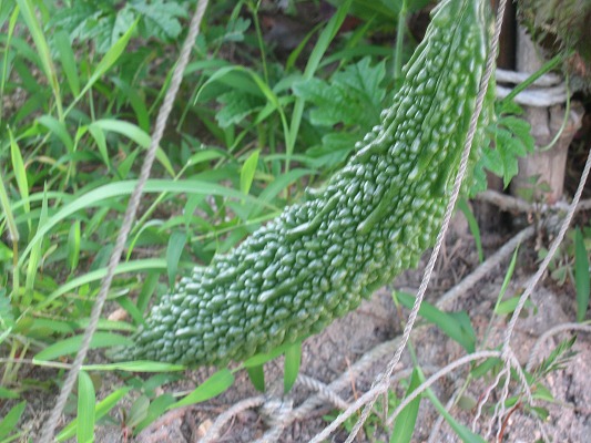 d0029822_884289.jpg
