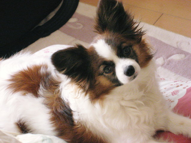 a0149240_12153333.jpg