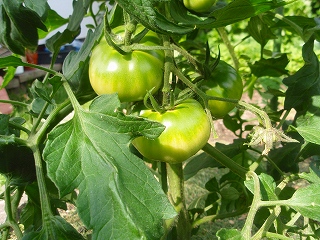 e0004756_982770.jpg