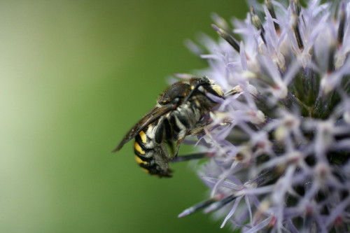 e0154682_2337165.jpg