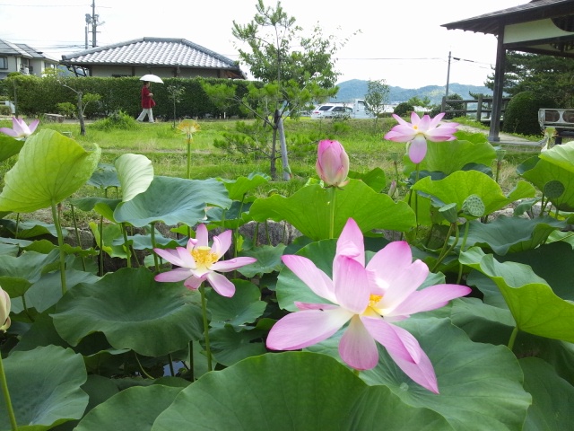 c0139090_051324.jpg