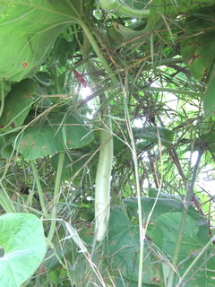 f0144707_7215779.jpg
