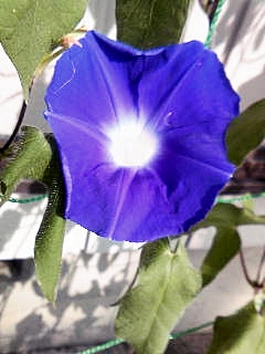 e0098908_2345883.jpg