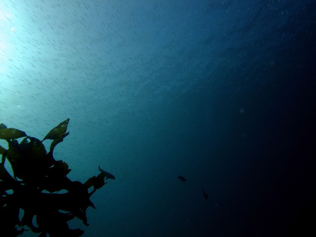 d0175710_16422012.jpg