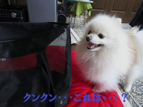 b0167519_1213717.gif