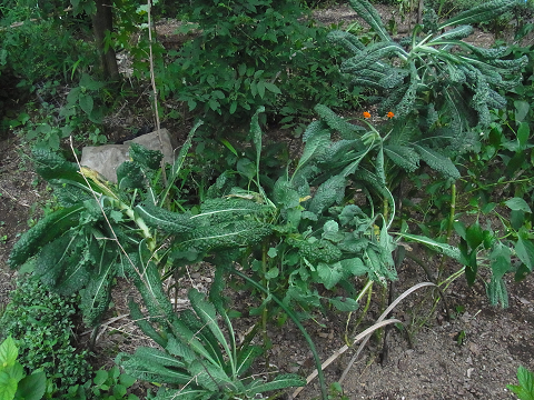 c0086221_20262938.jpg