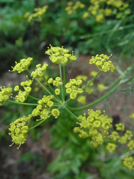 c0086221_2027735.jpg