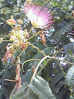 b0094025_1716844.jpg