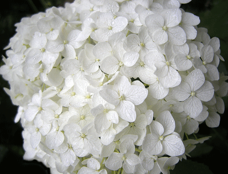 a0001354_22442262.gif