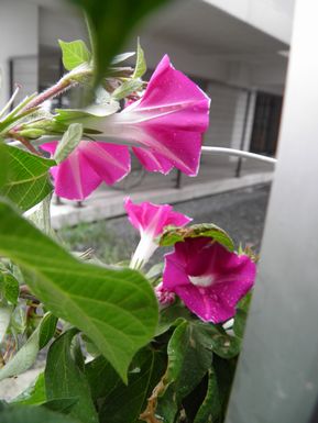 e0212354_981531.jpg