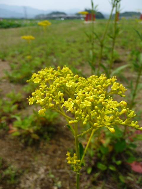 d0042474_10433246.jpg