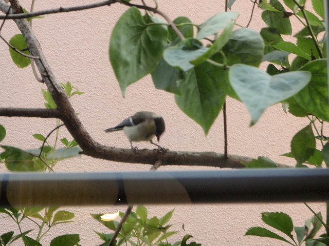 a0007388_643595.jpg
