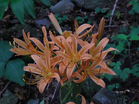f0187402_1826389.jpg