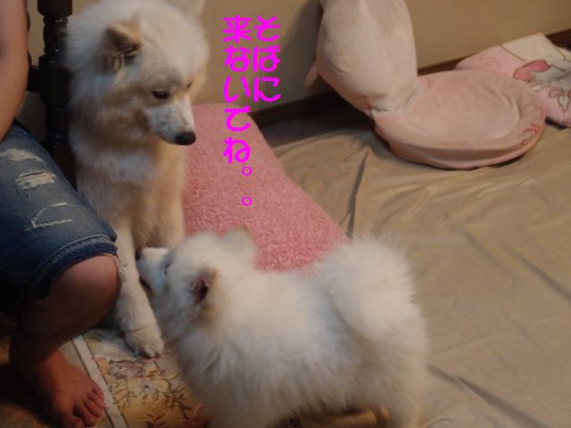 e0018604_16521233.jpg