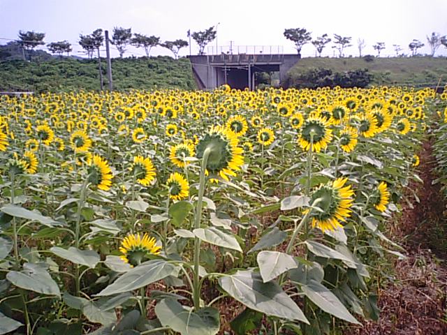 f0231709_1059882.jpg
