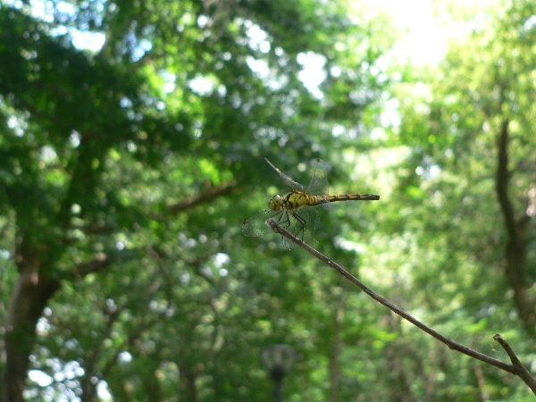 e0002314_19564318.jpg